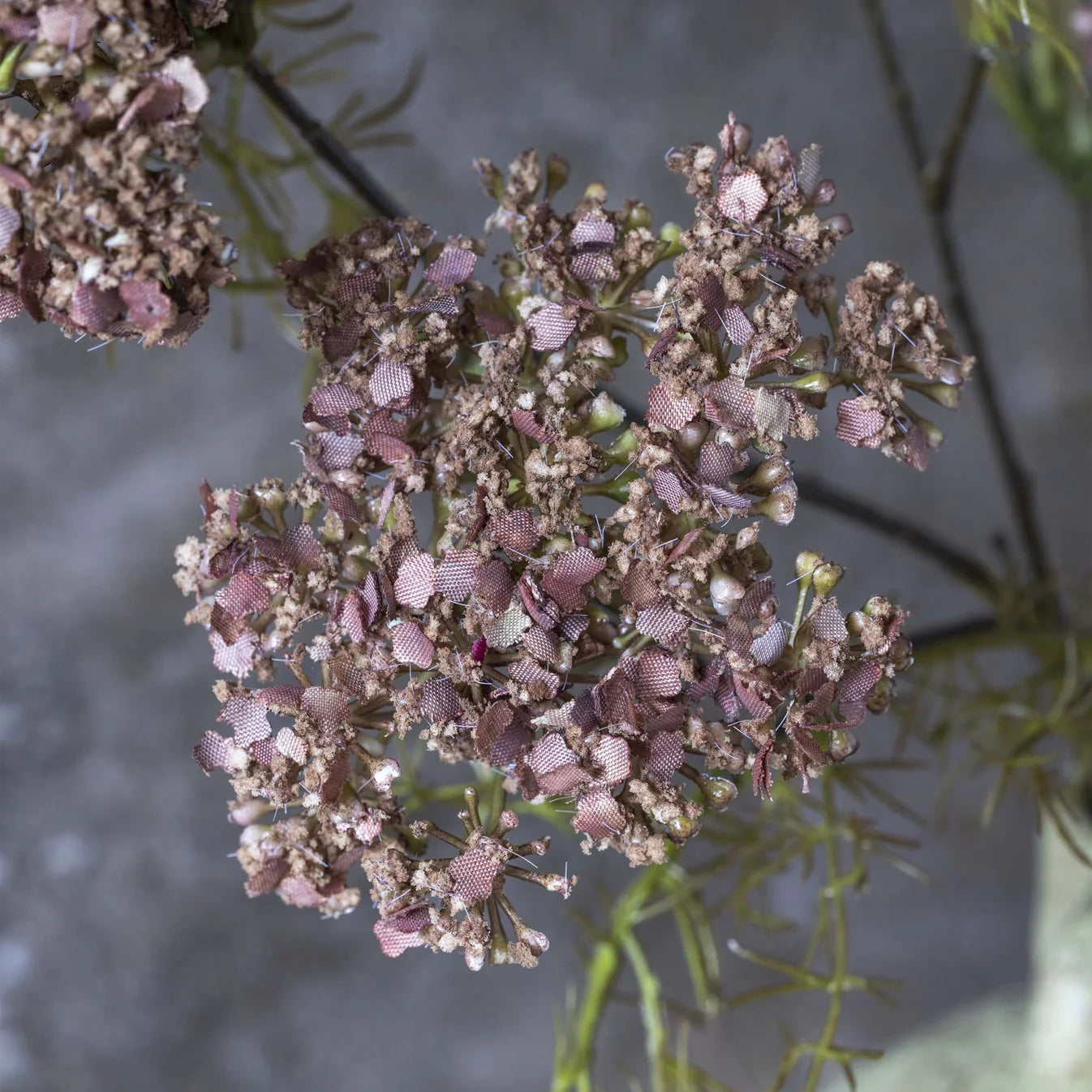 Abigail Ahern Faux Dill Flower on a grey background at Addison West