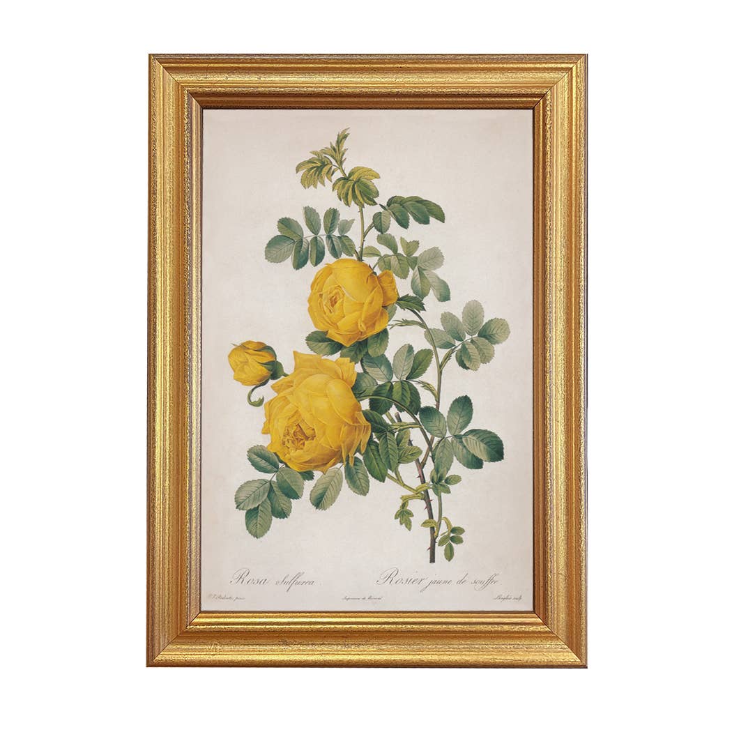 Vintage Rosa Sulfurea Framed Artwork on a white background at Addison West