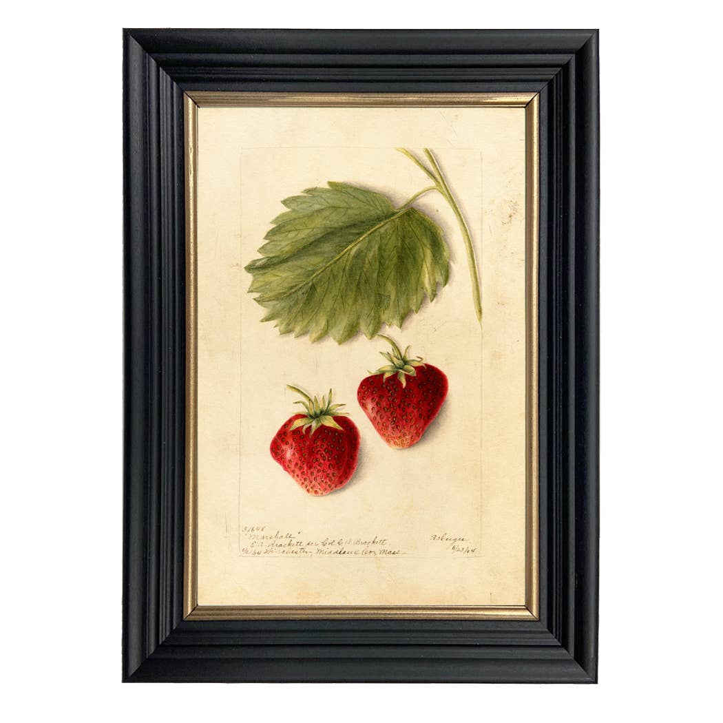 Vintage Strawberry Botanical Print on a white background at Addison West