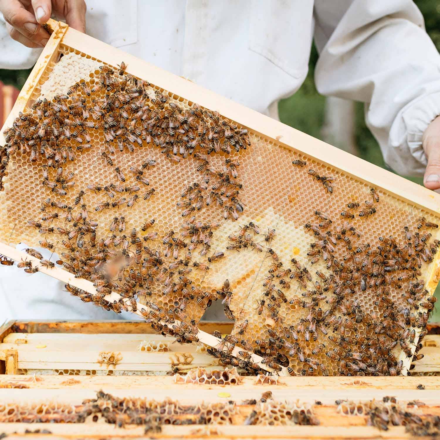 Beekeeper with bees