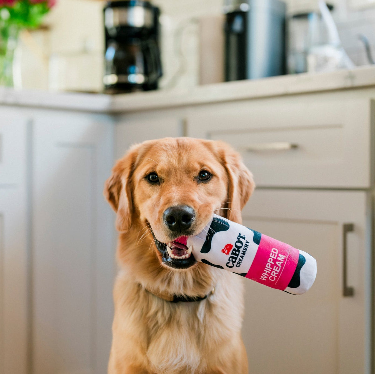 Cabot Creamery Woofed Cream Can Dog Toy in a dogs mouth at Addison West