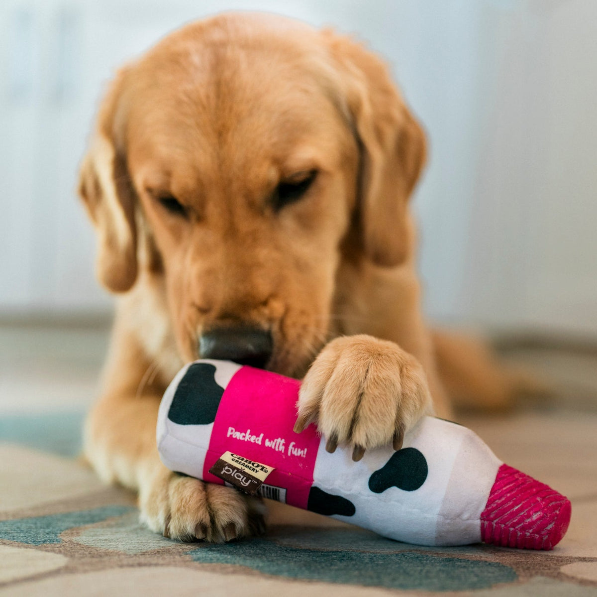 Cabot Creamery Woofed Cream Can Dog Toy in a dogs mouth at Addison West