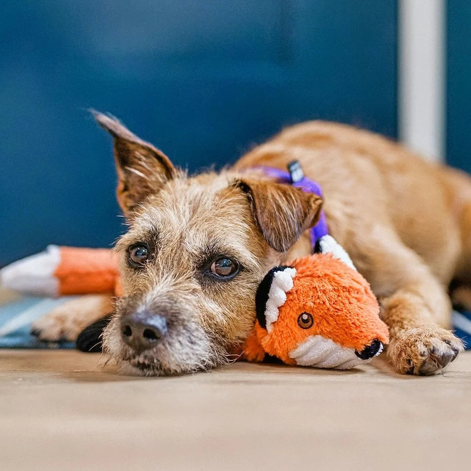 Forest the Fox Dog Toy with a dog at Addison West