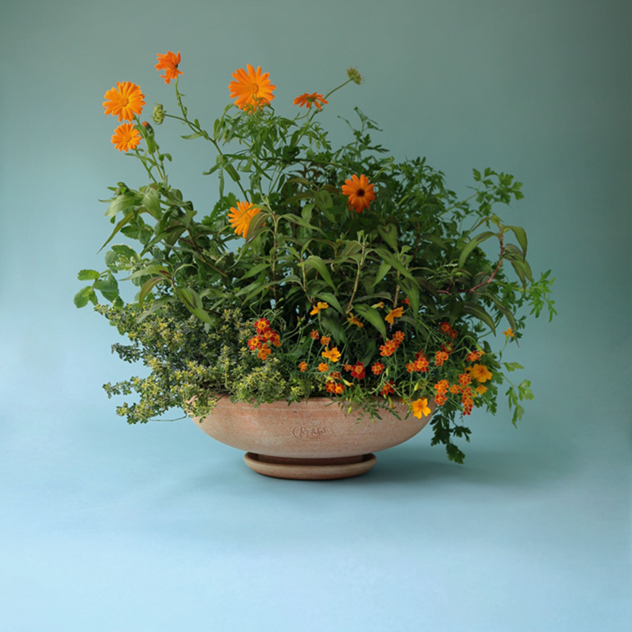 Berg's Pottery Ada Pot - Addison West