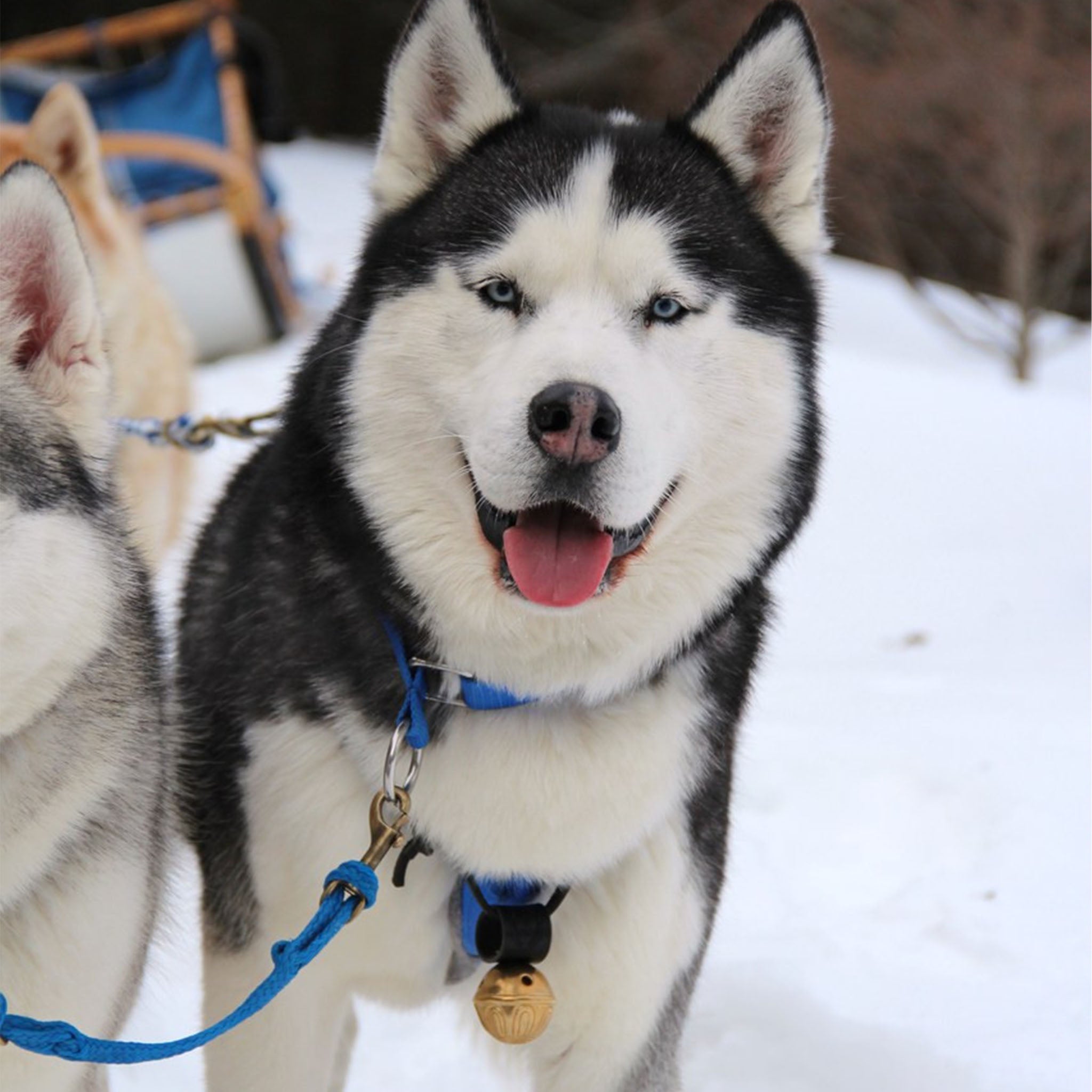 Dog Collar Bells - Orange - Addison West