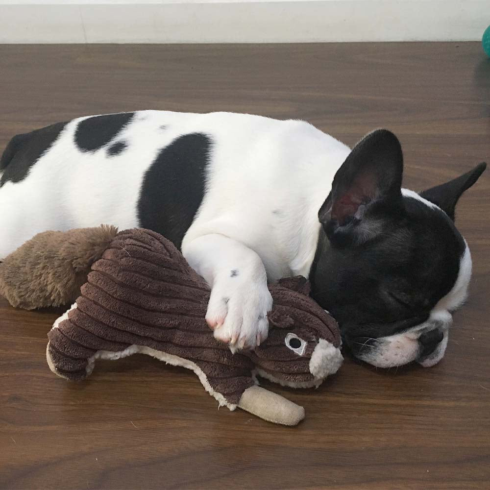 My BFF the Squirrel Dog Toy - Addison West