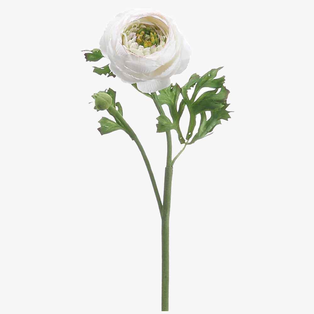 Creme silk ranunculus spray on a white background