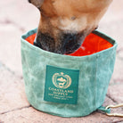 Field Dog Bowl with a dog drinking water from it on the ground.