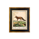 Vintage Fox Illustration Framed Print on a white background at Addison West