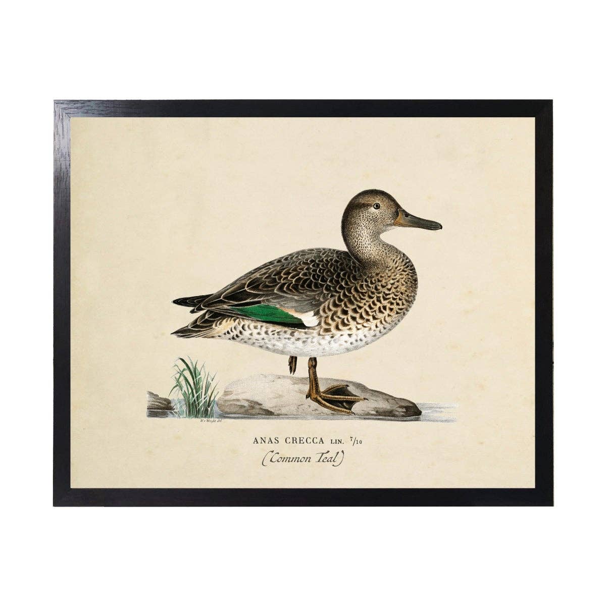 Teal Duck Vintage Bookplate on a white background at Addison West