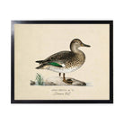 Teal Duck Vintage Bookplate on a white background at Addison West