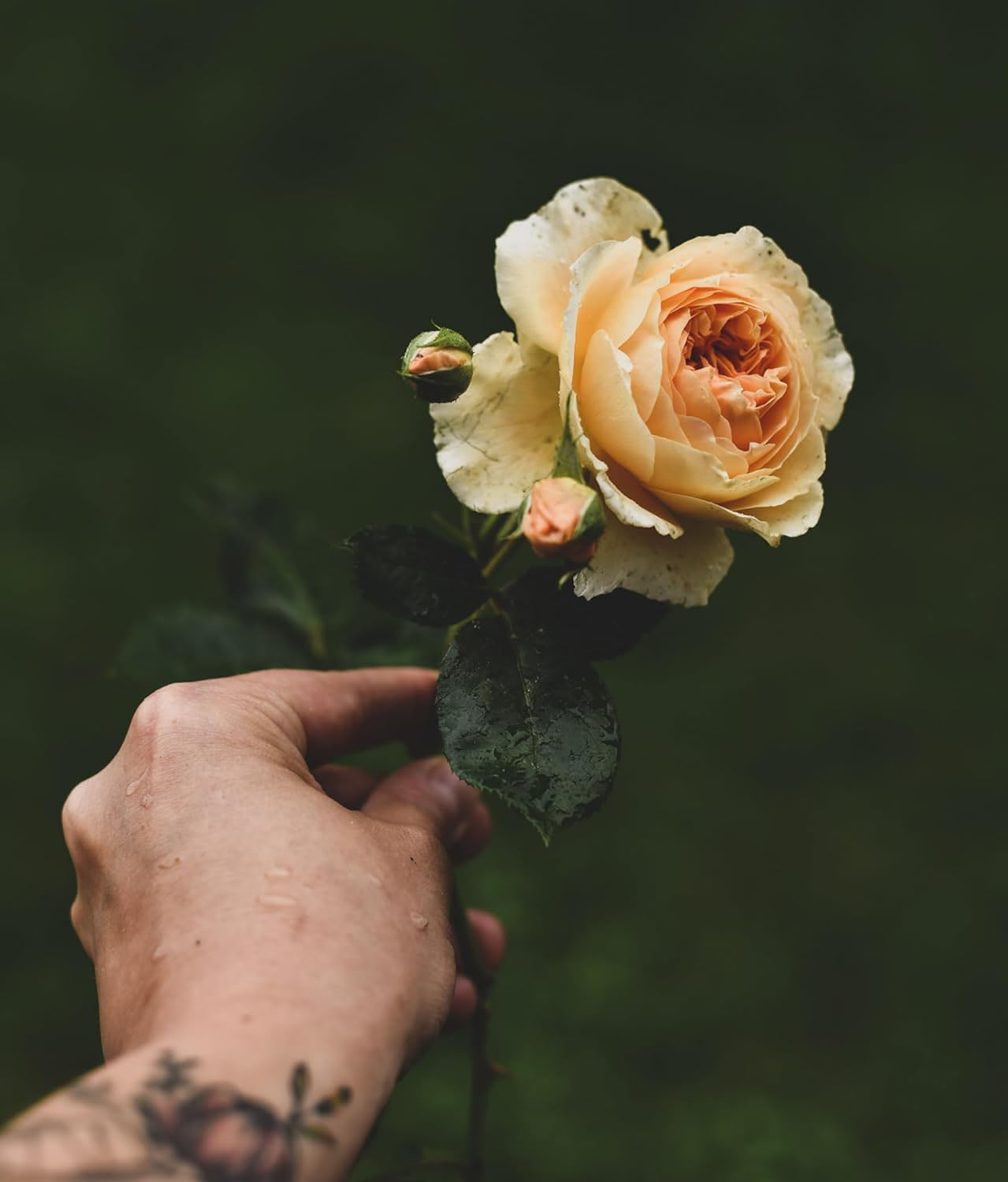 Roses Floramour Book - Addison West 