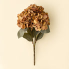 Bouquet of dried brown hydrangeas on a beige background