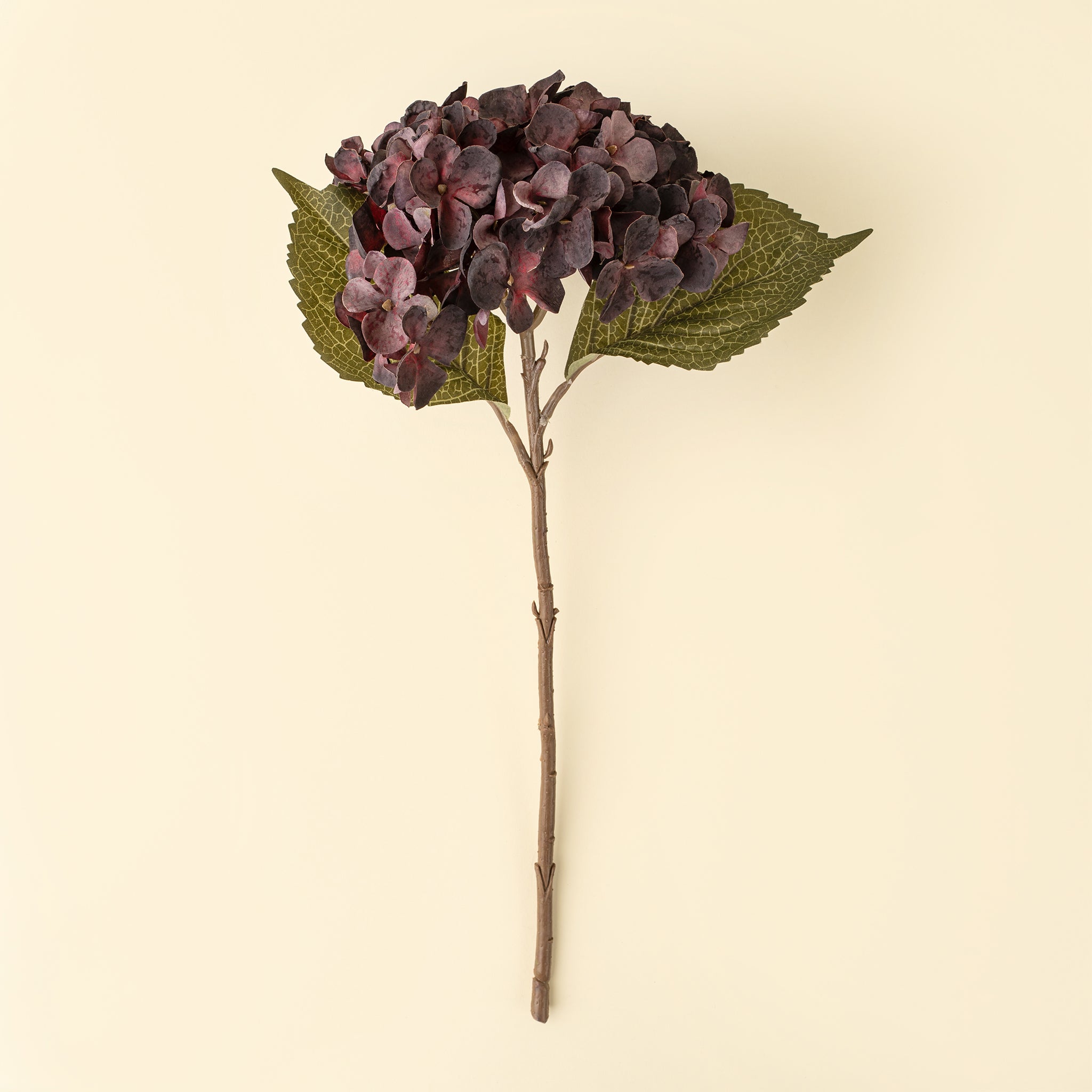 Heirloom Hydrangea Stem in Deep Purple on a beige background at Addison West