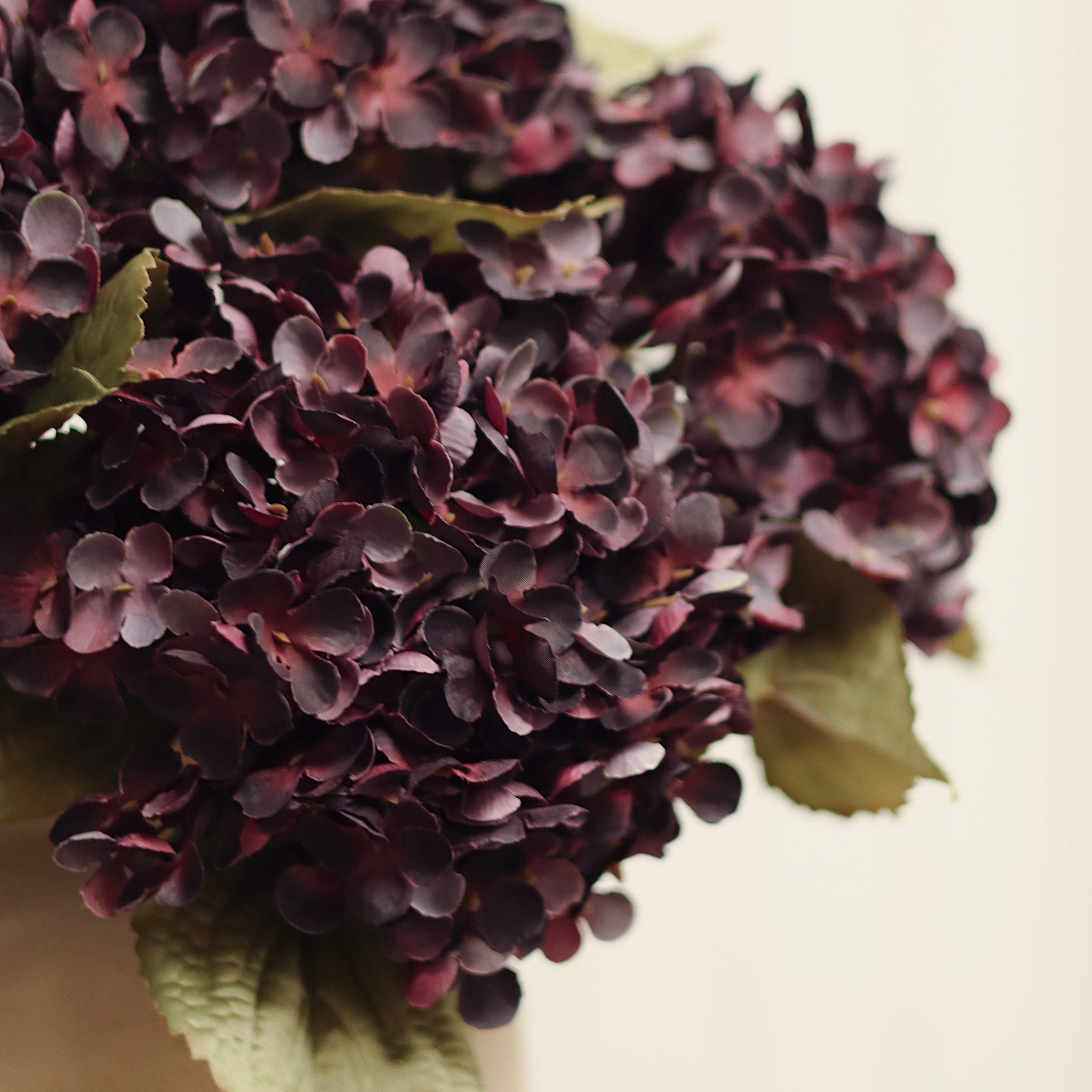 Heirloom Hydrangea Stem in Deep Purple on a beige background at Addison West