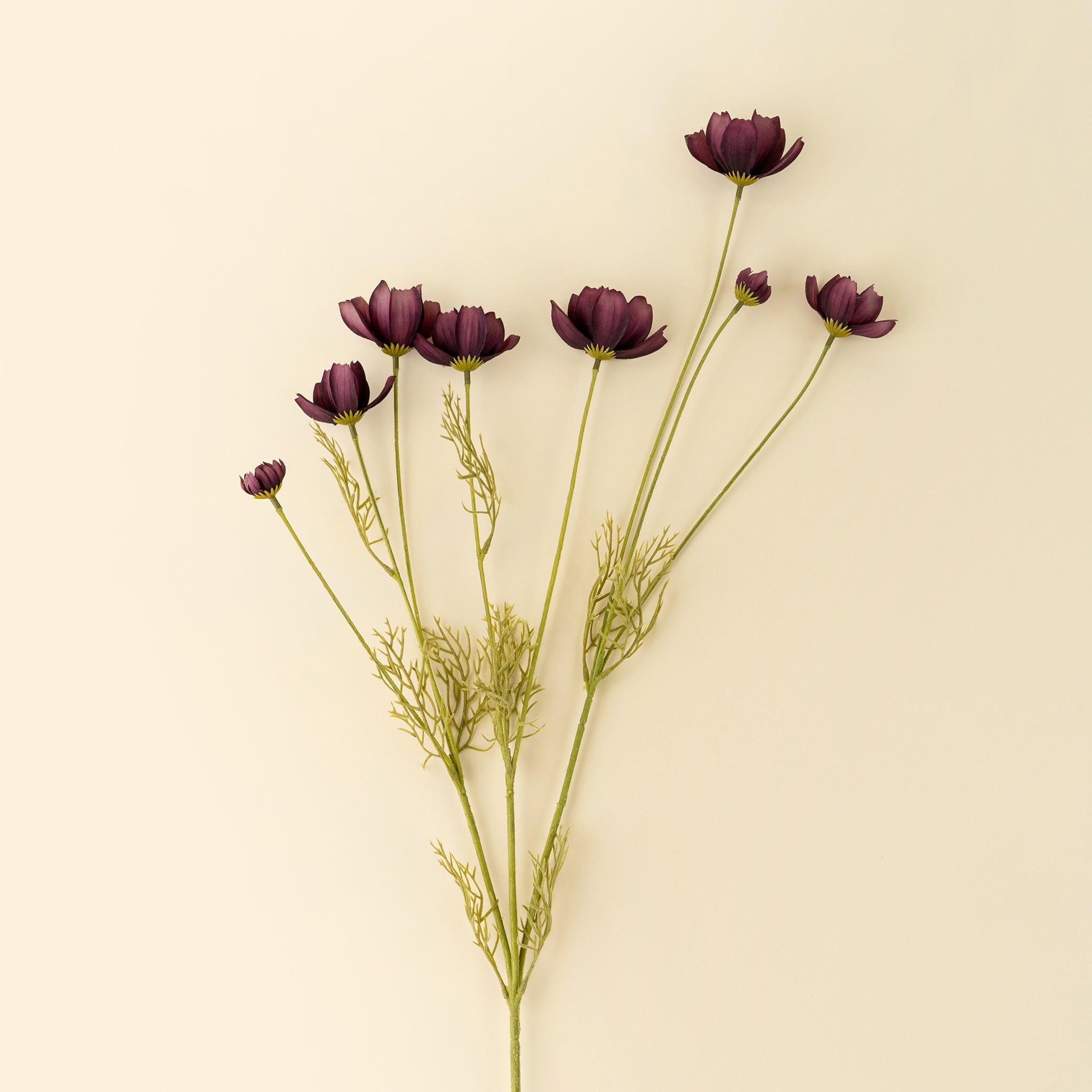 Calliopsis Spray in Deep Purple on a beige background at Addison West