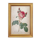 Vintage Rosa Centifolia Framed Artwork on a white background at Addison West