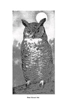 Field Book of Wild Birds and Their Music by F. Schuyler Mathews on a white background at Addison West