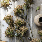 Abigail Ahern Faux Butterfly Bush in Natural on a grey background at Addison West