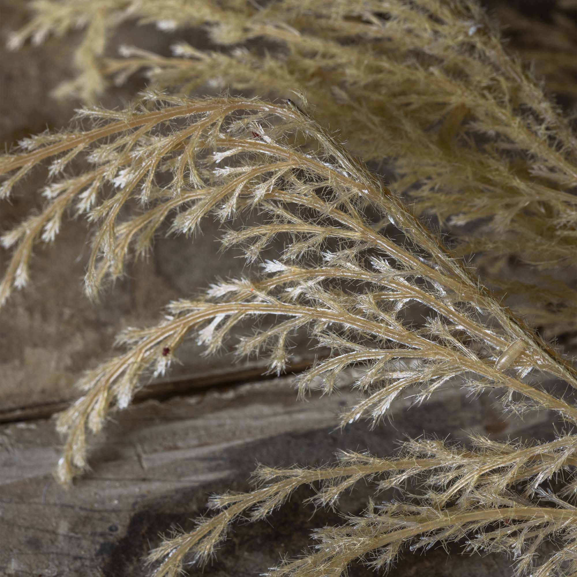 Abigail Ahern Faux Wild Grass in Oat on a grey background at Addison West