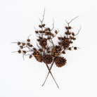Pinecone & Twig Stem on a white background at Addison West
