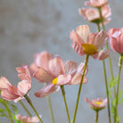 Close up of Abigail Ahern Artificial Cosmos Medow in Soft Pink on a beige background at Addison West