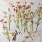 Abigail Ahern Artificial Cosmos Medow in Soft Pink on a beige background at Addison West