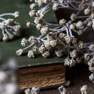 Abigail Ahern Faux Gypsophila Spray on a grey background at Addison West