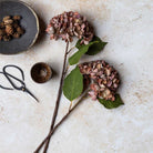 Abigail Ahern Faux Hydrangea in Antique Pink on a grey background at Addison West