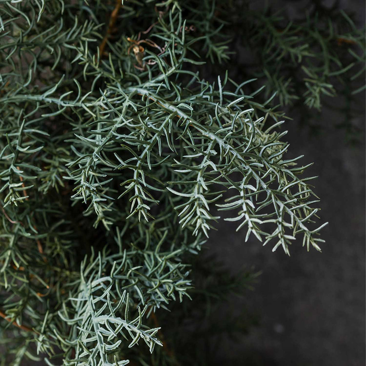 Abigail Ahern Artificial Juniper Wreath on a grey background at Addison West