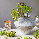 Abigail Ahern Faux Rosehip Bunch in Olive in a vase on a beige background at Addison West