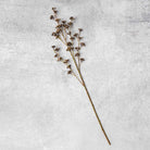 Abigail Ahern Faux Salix Berry on a grey background at Addison West