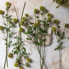 Abigail Ahern Faux Scabiosa on a beige background at Addison West
