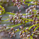 Close up of Abigail Ahern Faux Succulent Branch in Blush  at Addison West