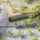 Close up of Abigail Ahern Faux Succulent Branch in Green on a table at Addison West
