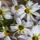 Close up of Abigail Ahern Faux Wild Cosmos  on a grey background at Addison West