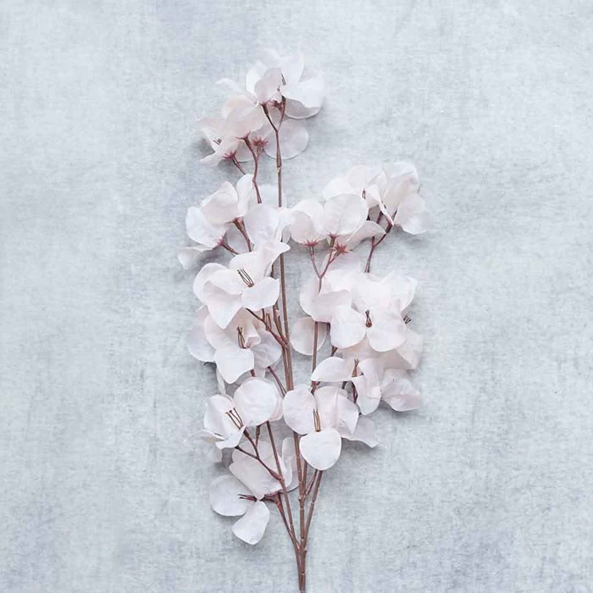 Abigail Ahern Faux Bougainvillea in Blush on a grey background at Addison West