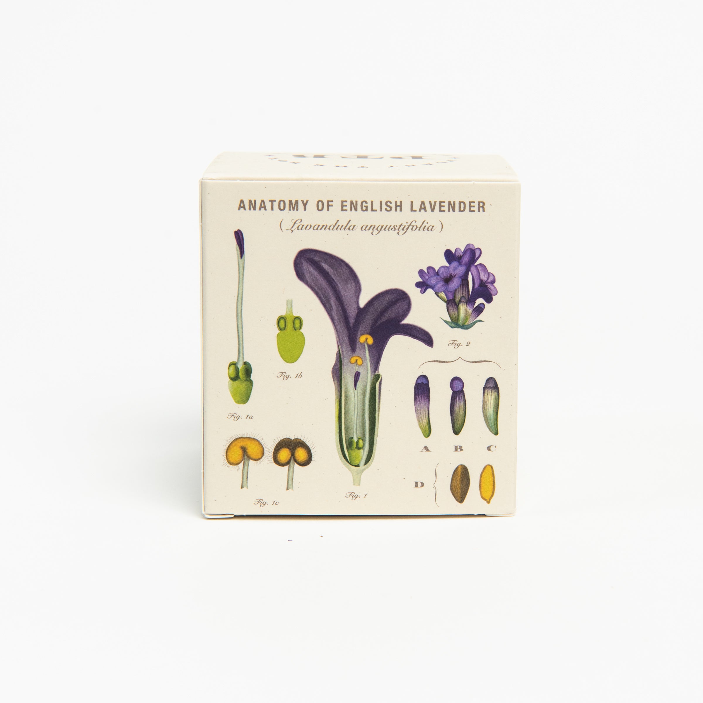 Heath Lavender Candle, seeded plantable box on a white background at Addison West