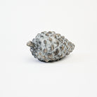 Cement Pinecone on a white background at Addison West