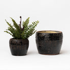 Two Brown embossed terracotta planters with fern inside on a white background