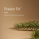 Frasier Fir Tidings Boxed Candle 6.5oz features graphic