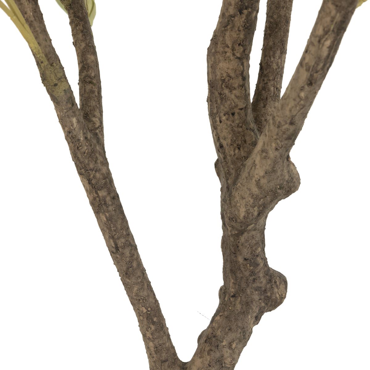 Close up of Faux Olive Tree on a white background at Addison West