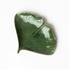 Large green Ginko leaf plate on a white background