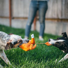 Whole Turkey Dog Toy with dog playing with it at Addison West