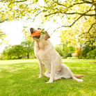 Pet Play Brands Mini Garden Fresh Carrot with a dog at Addison West