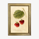 Vintage Strawberry Botanical Framed Print  in a gold frame on a white background