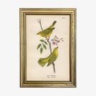 Vintage Yellow Warbler Illustration Print in a gold frame on a white background