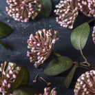 Abigail Ahern Faux Eucalyptus Berry on a grey background at Addison West