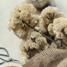 Close up of Abigail Ahern Faux Sedum in Cream faux florals on a beige background at Addison West