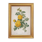 Vintage Rosa Sulfurea Framed Artwork on a white background at Addison West
